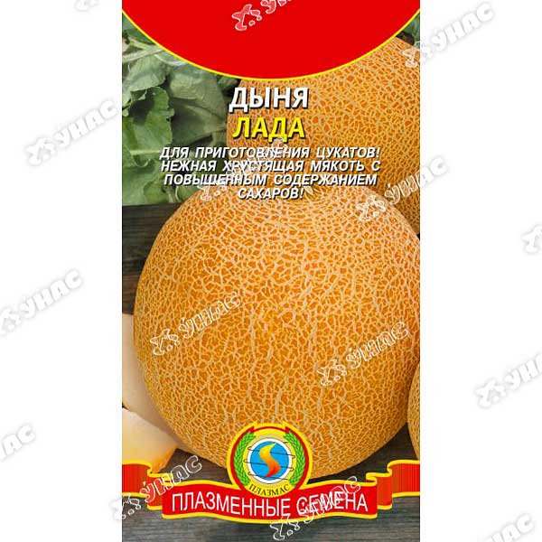 Дыня Лада Плазма Ц