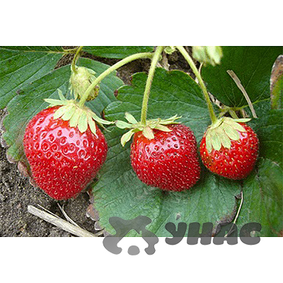 Земляника садовая ремонтантная Мара де Буа (цена за 40 шт) ОСП