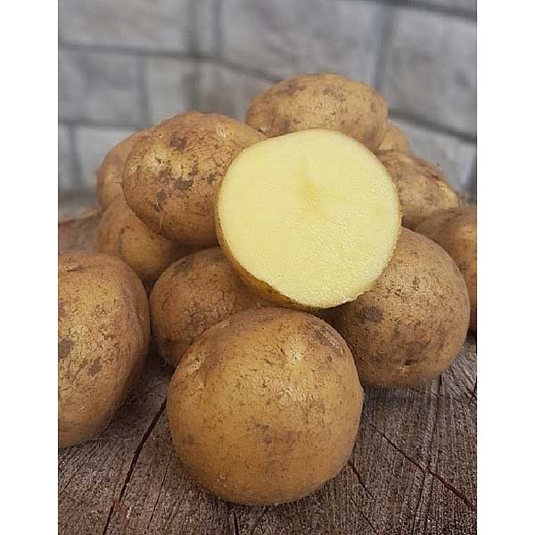 Картофель семенной Метеор СЭ 2кг +/-5% (цена за 10 сеток) Москва