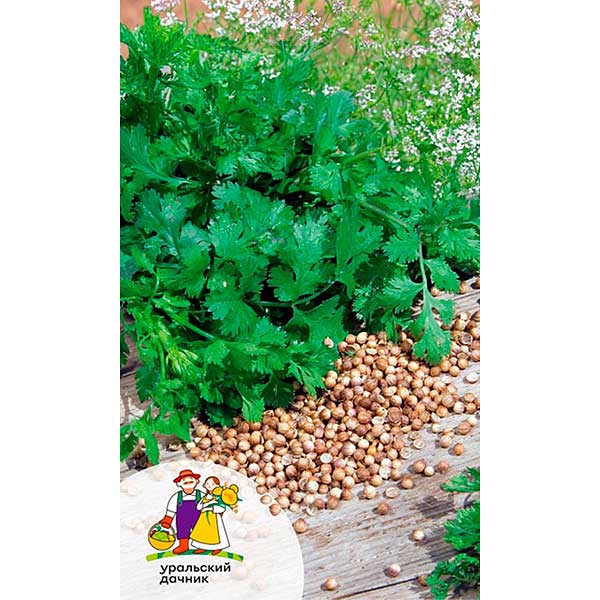 Кориандр Тётушка марико Марс Ц