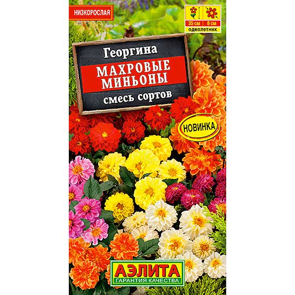 Георгина Махровые миньоны смесь Аэлита Ц 