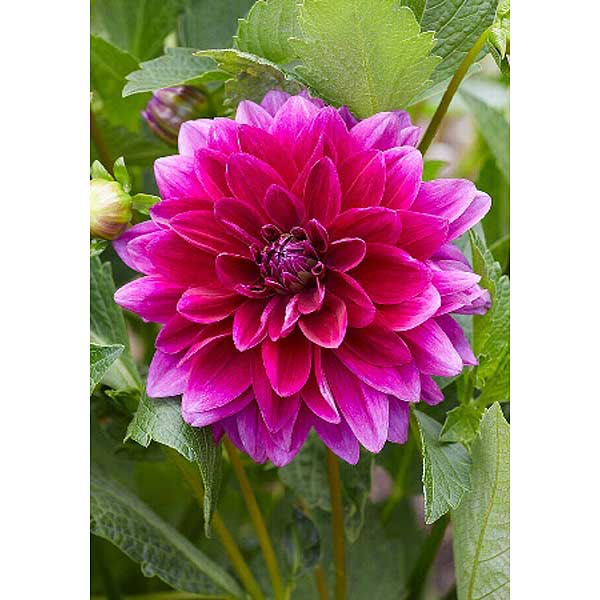 Георгина Ле Барон I 1 шт