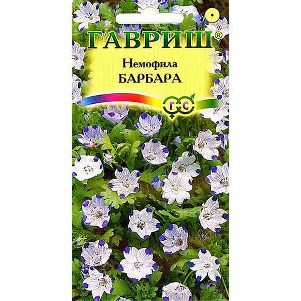 Немофила Барбара пятнистая Гавриш Ц 