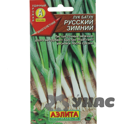 Лук батун Русский зимний Аэлита Ц