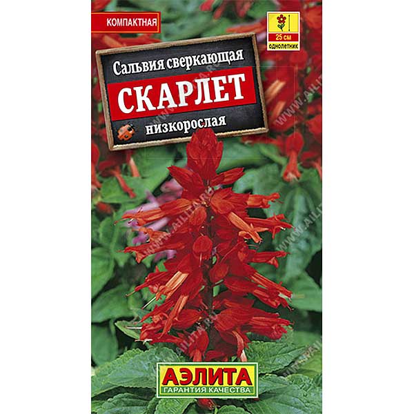 Сальвия Сверкающая Скарлетт Аэлита Ц 