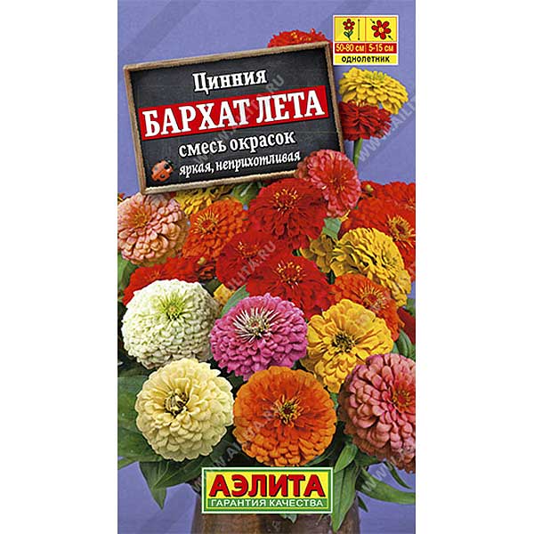 Циния Бархат лета Аэлита Ц х10 