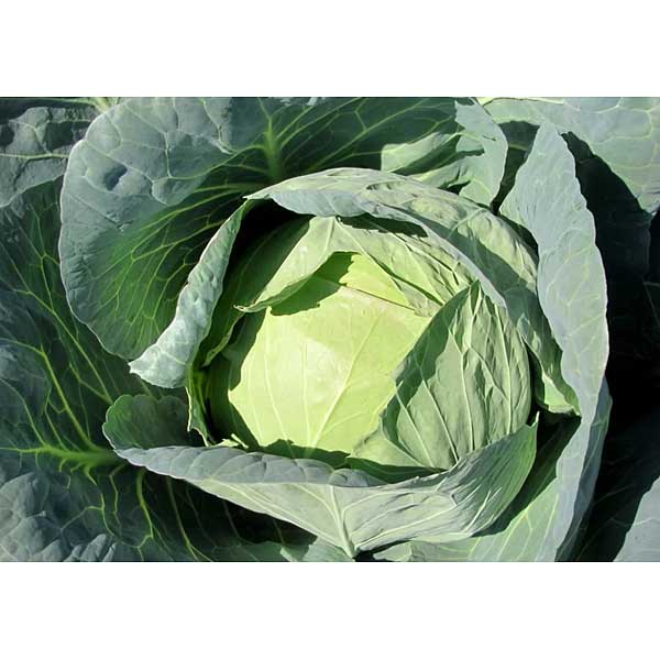 Капуста Кевин F1 2500шт Сингента