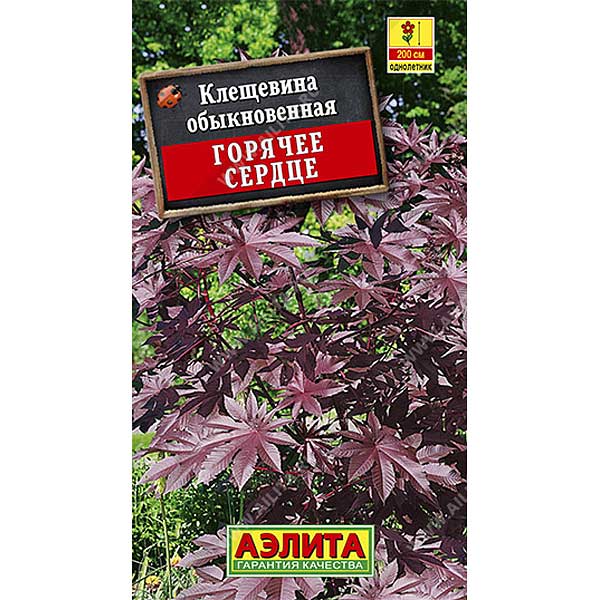 Клещевина Горячее сердце Аэлита Ц 
