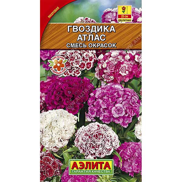 Гвоздика Турецкая Атлас махр.смесь Аэлита Ц 