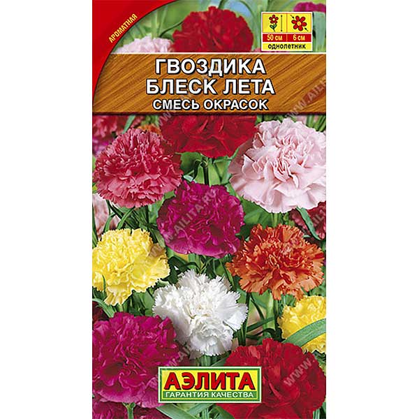 Гвоздика Блеск лета Аэлита Ц 