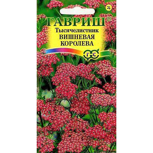 Тысячелистник Вишневая Королева Гавриш Ц 
