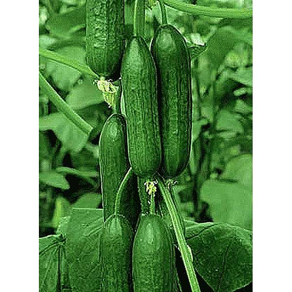 Огурец Зена 1000шт SAKATA