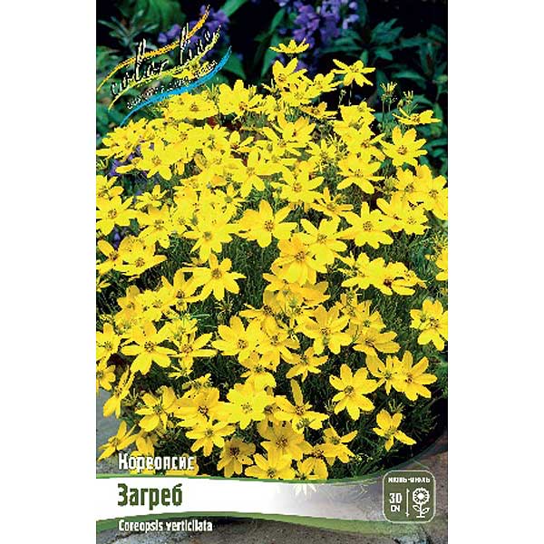 8456 Биг-Пак Кореопсис Загреб I 25 шт