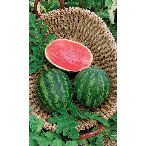 Семена Арбуз Продюсер Марс Ц