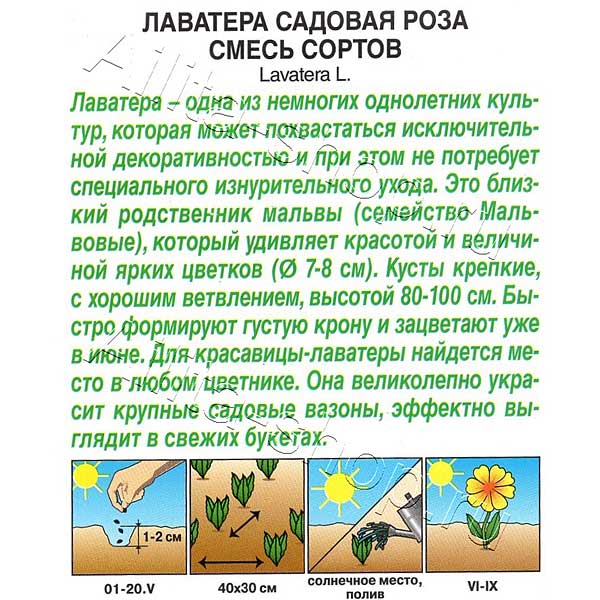 Лаватера Садовая роза Аэлита Ц 