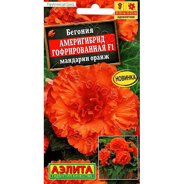 Ком Бегония Америгибрид мандарин оранж Аэлита Ц 