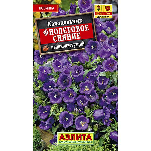 Колокольчик Фиолетовое сияние Аэлита Ц 