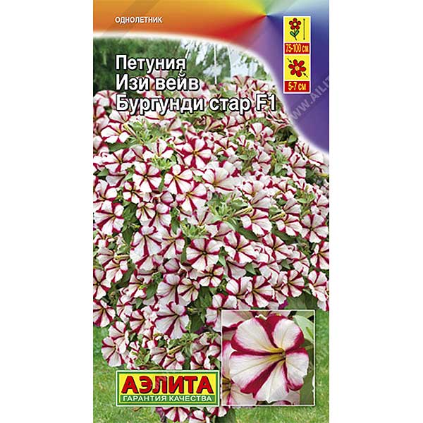 Петуния Изи вейв бургунди стар Аэлита Ц 