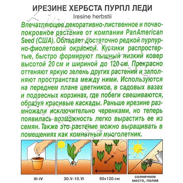 Ирезине Пурпл леди Аэлита Ц 