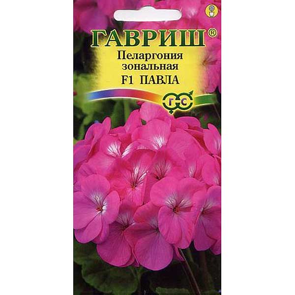 КОМ Пеларгония Павла Гавриш Ц 