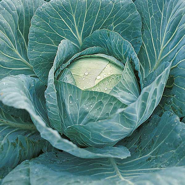 Капуста Крауткайзер F1 2500шт Бейо