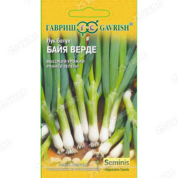 Лук батун БайяВерде Гавриш Ц