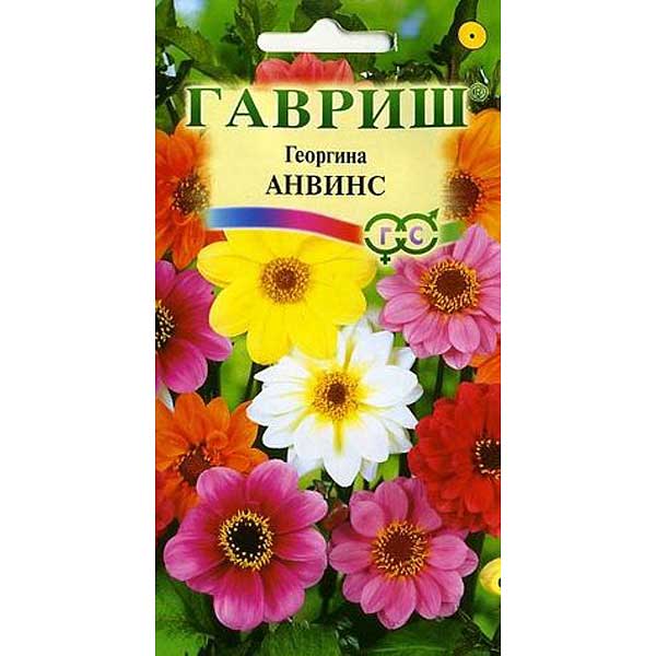Георгина Анвинс смесь Гавриш Ц 