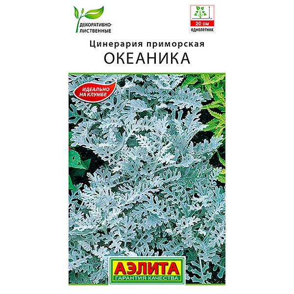 Цинерария Океаника Аэлита Ц 