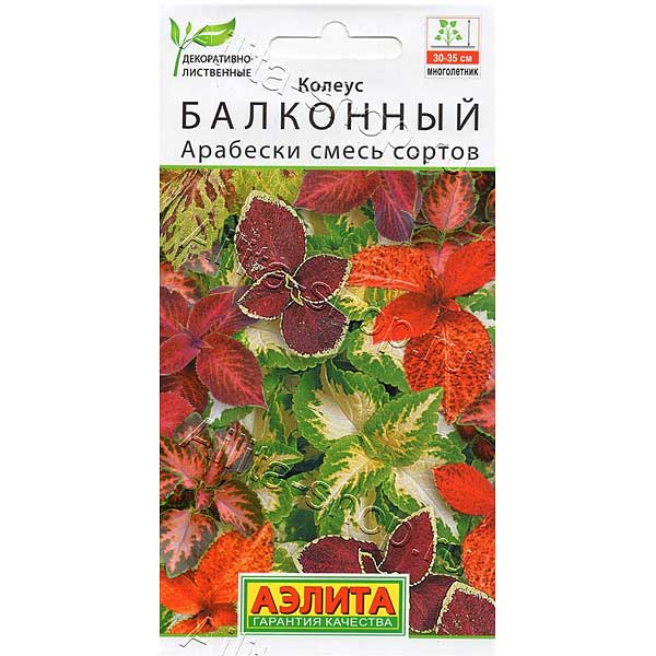 Колеус Арабески Аэлита Ц 