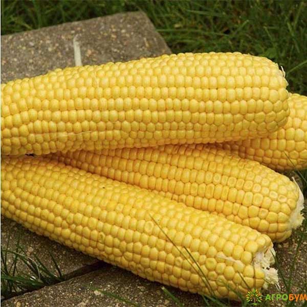 Кукуруза Государь 50 гр Гавриш