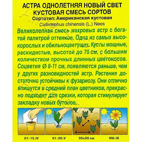 Астра Новый свет Аэлита Ц 