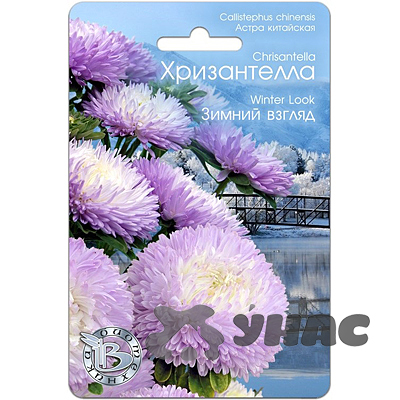 Астра Хризантелла Зимний взгляд Биотехника Ц 
