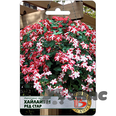 Импатиенс Хайлайт Ред Стар Биотехника Ц 