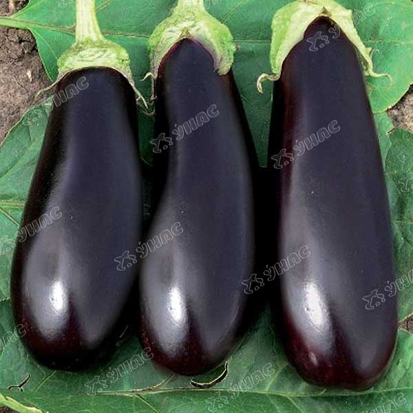 Баклажан Эпик (Нидерланды) Каприс F1