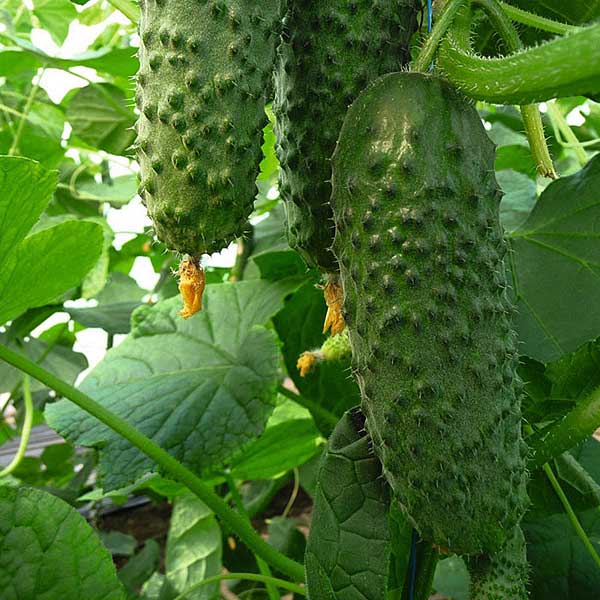 Огурец Артист F1 250шт Бейо