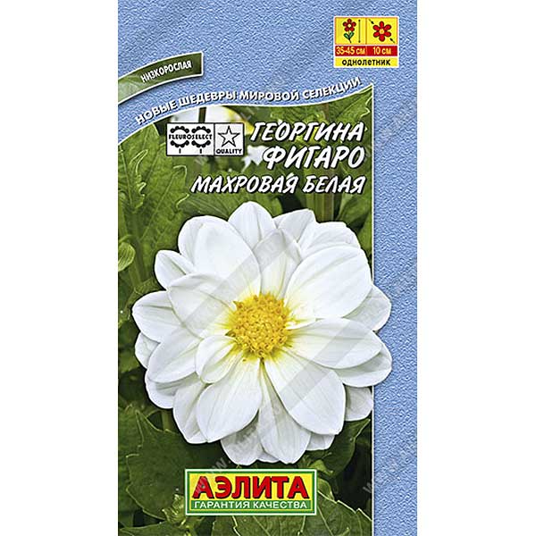 Георгин Фигаро белый махр. Аэлита Ц 