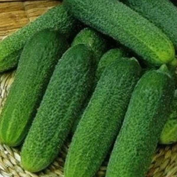 Огурец Диригент F1 100шт RZ