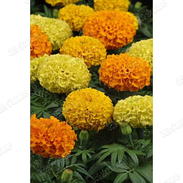 Бархатцы Тайшан Голд прямостоячие 1уп/1000шт Поиск 