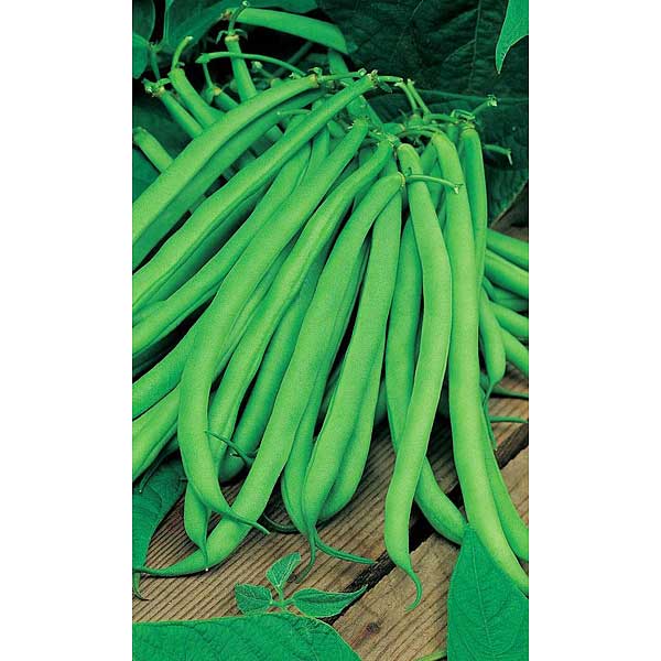 Семена Фасоль Бона Марс Ц