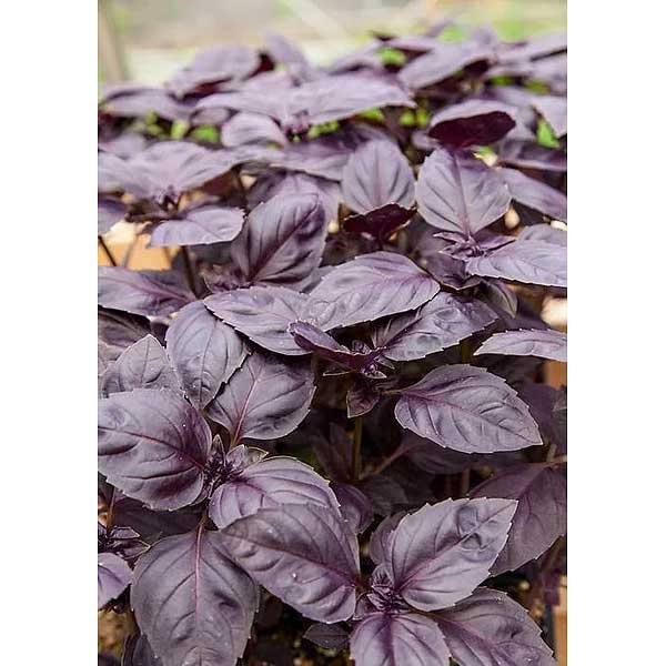 Базилик Ред рубин НК Ц