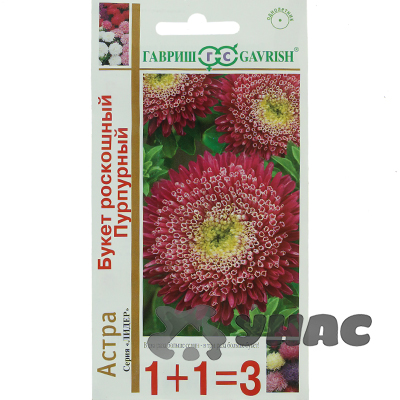 Астра Букет Роскошный пурпурный 1+1 Гавриш Ц 