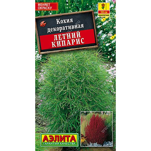 Кохия Летний кипарис Аэлита Ц