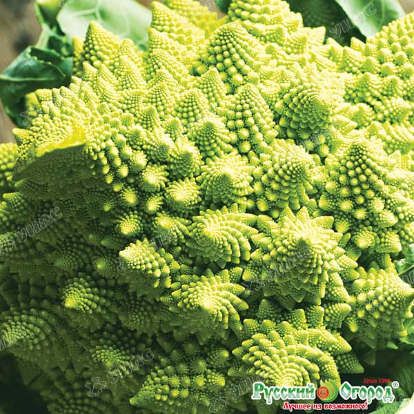 Капуста цветная Шеннон НК Ц