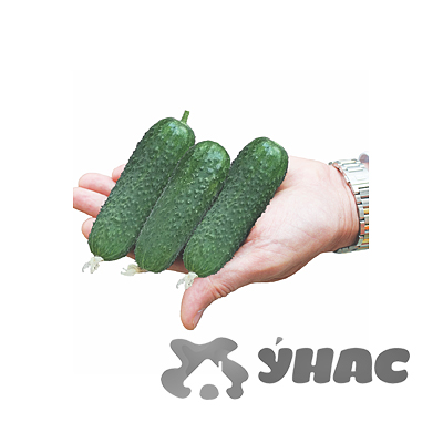 Огурец Саввин Семко Ц