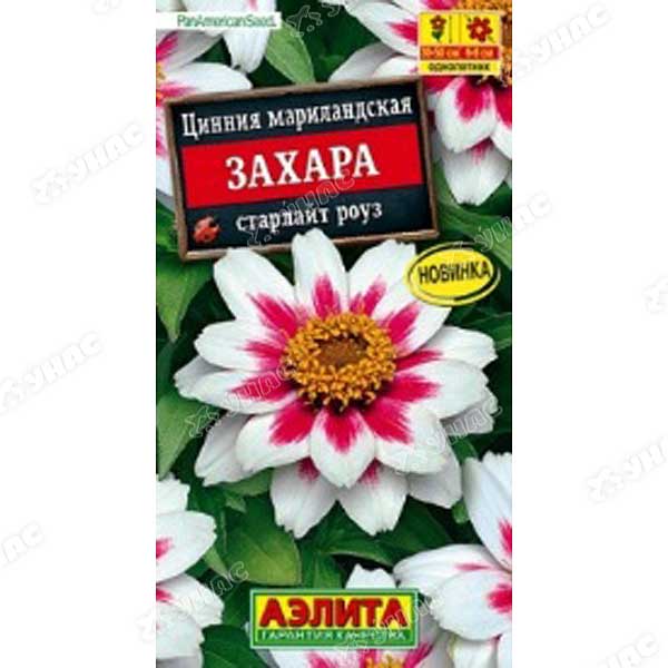 Циния Захара старлайт роуз Аэлита Ц 