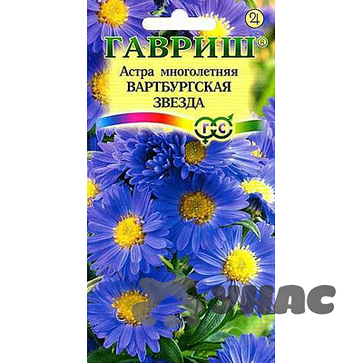 Астра Вартбургская звезда многол. Гавриш Ц 