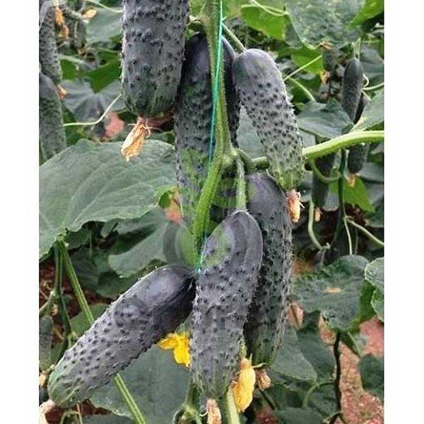 Огурец Лютояр 500шт YT