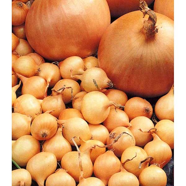 Лук-севок СЕНШУЙ 10-21 20кг +/-5% (цена за мешок) РОССИЯ 