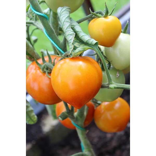 Семена Томат Медовые купола Премиум Сидс