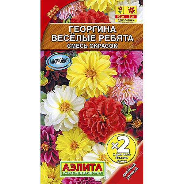 Георгин Веселые ребята 2-ая гр Аэлита Ц 